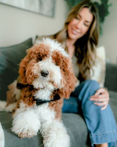 Winston, a Goldendoodle therapy dog in training at the Katy office
