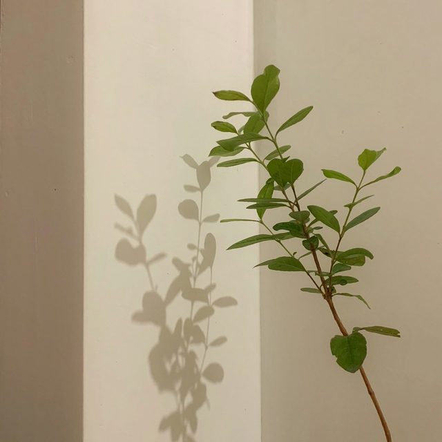 A sprig of green leaves against a warm cream wall, casting a soft shadow in daylight